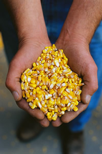 Sustainable-handsful-of-corn-kernals