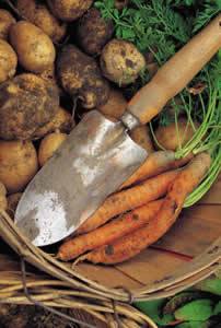 Sustainable-potatoes-and-carrots-in-basket